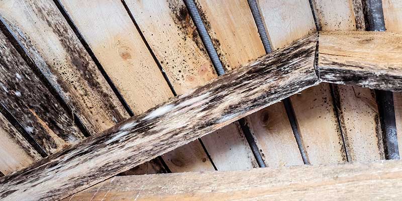 Organic Growth And Substrate Decay Reveal The Protective